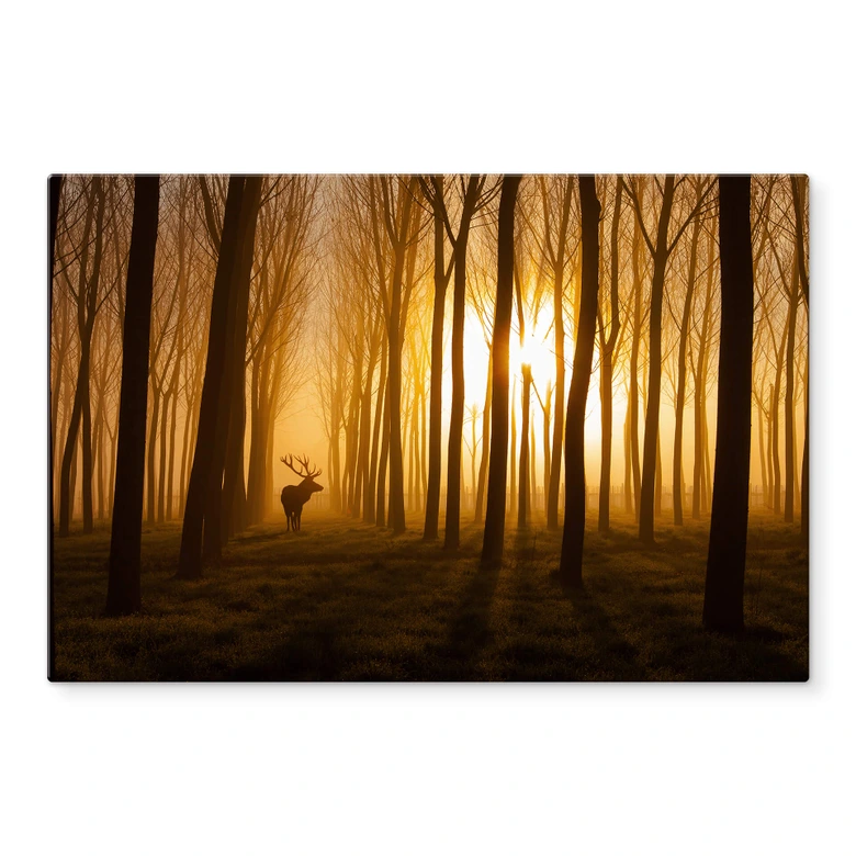 Glasschilderij Norim - Forest Beauty 