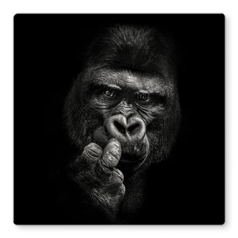 Glasbild Meermann - Der Gorilla - Quadratisch 