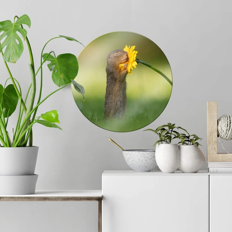 Glasbild van Duijn - Erdhörnchen riecht an Blume - Rund 