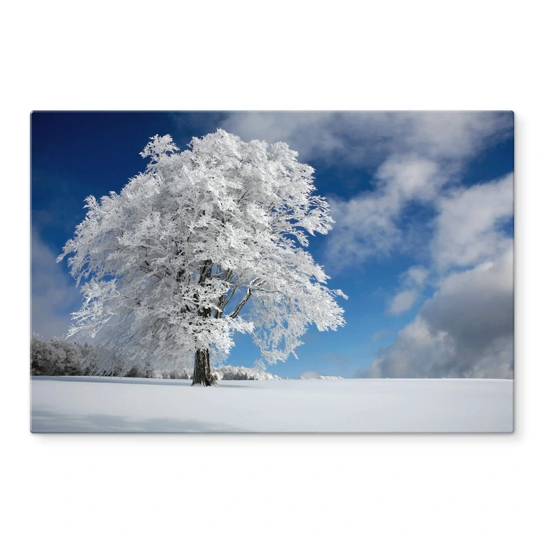 Glasbild Schumacher - Weiße Windbuche im Schwarzwald 