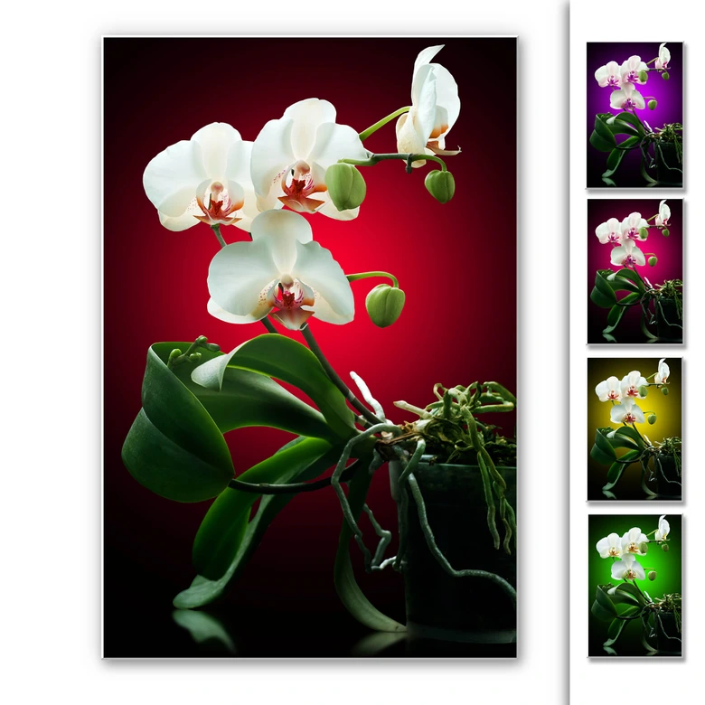 Wandbild Blütenpracht einer Orchidee 