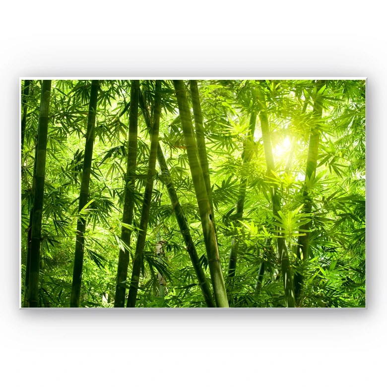 Leichtes Wandbild Sonnenschein im Bambuswald | mattes Finish 