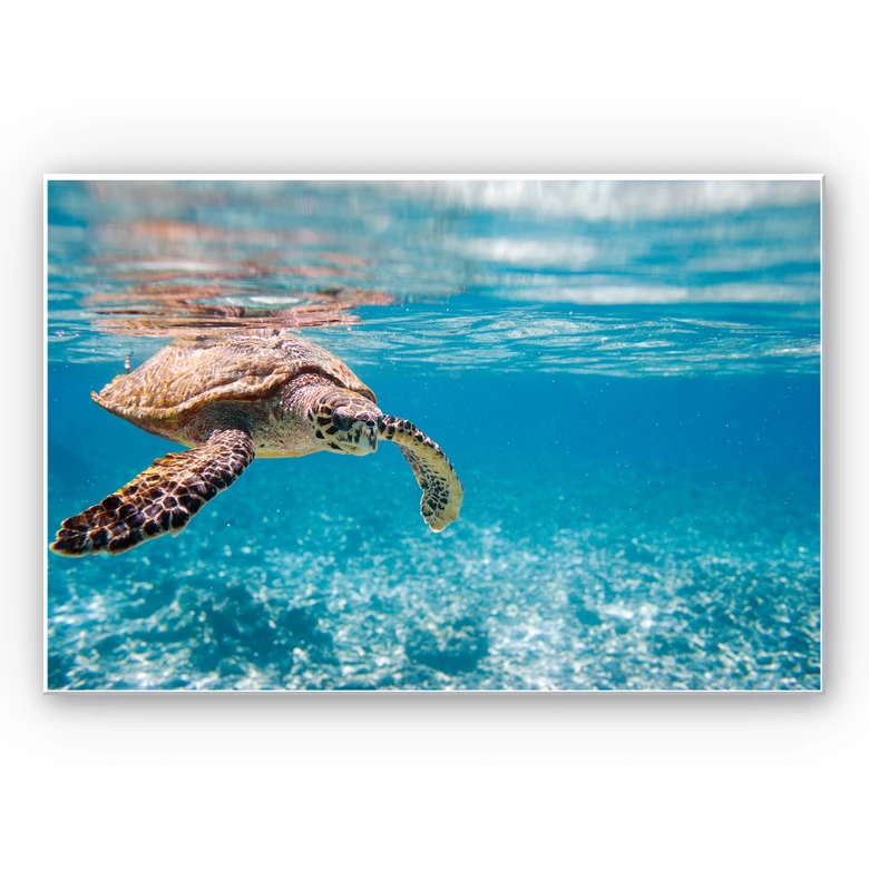 Wandbild Schildkröte auf Reisen 