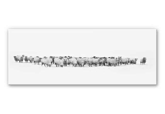 Wandbild Schafherde - Panorama 