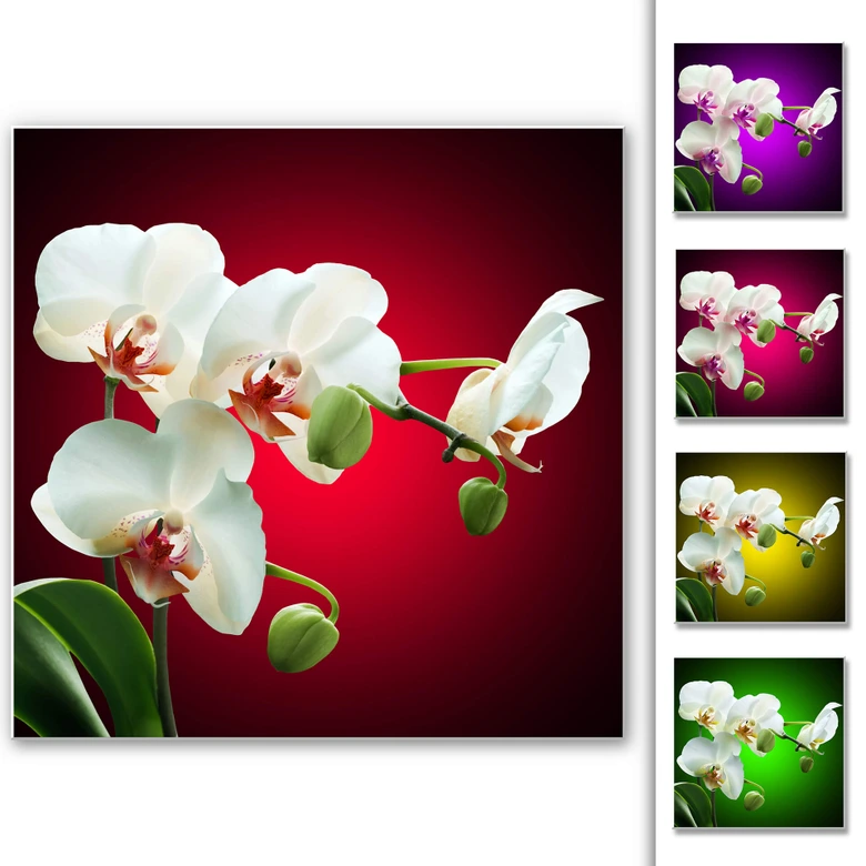 Wandbild Blütenpracht einer Orchidee - quadratisch 