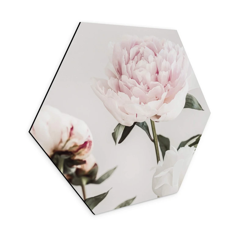 Hexagon - Alu-Dibond 1X Studio - Drei blühende Pfingstrosen 