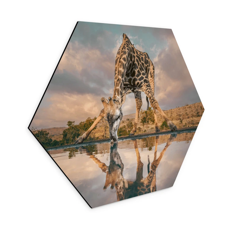 Hexagon Wandbild Reflexion einer Giraffe in der Wildnis - Amtmann - Alu-Dibond 