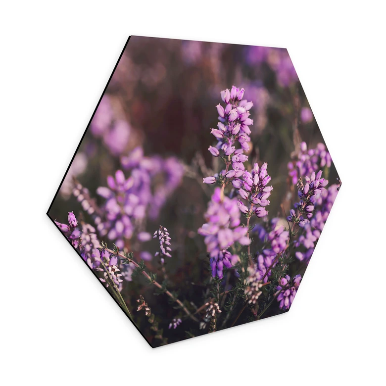 Hexagon Wandbild Lila Heideblüte im warmen Licht - Annie - Alu-Dibond 