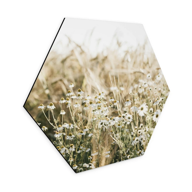 Hexagon Wandbild Sommerwiese mit Kamille - Annie - Alu-Dibond 