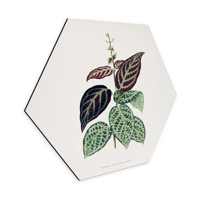 Hexagon Wandbild Blatt Illustration - Bignonia Argyro Violascea - Alu-Dibond 
