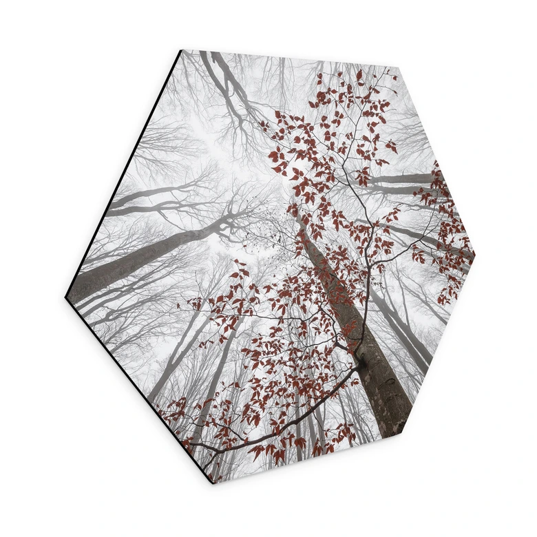 Hexagon Wandbild Baumkronen mit roten Blättern - Alu-Dibond - Coman 