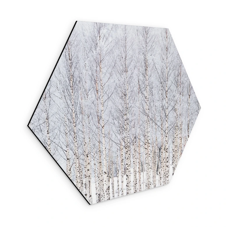 Hexagon Wandbild Birkenwald im Winter - EMELIEmaria - Alu-Dibond 
