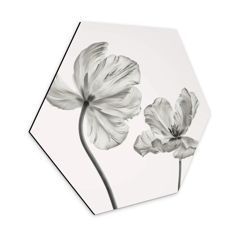 Hexagon - Alu-Dibond Grønkjær - Tulpenblüte 