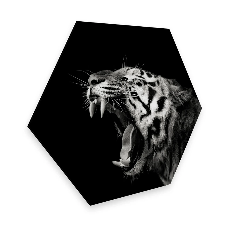 Hexagon - Alu-Dibond Meermann - Der Tiger 