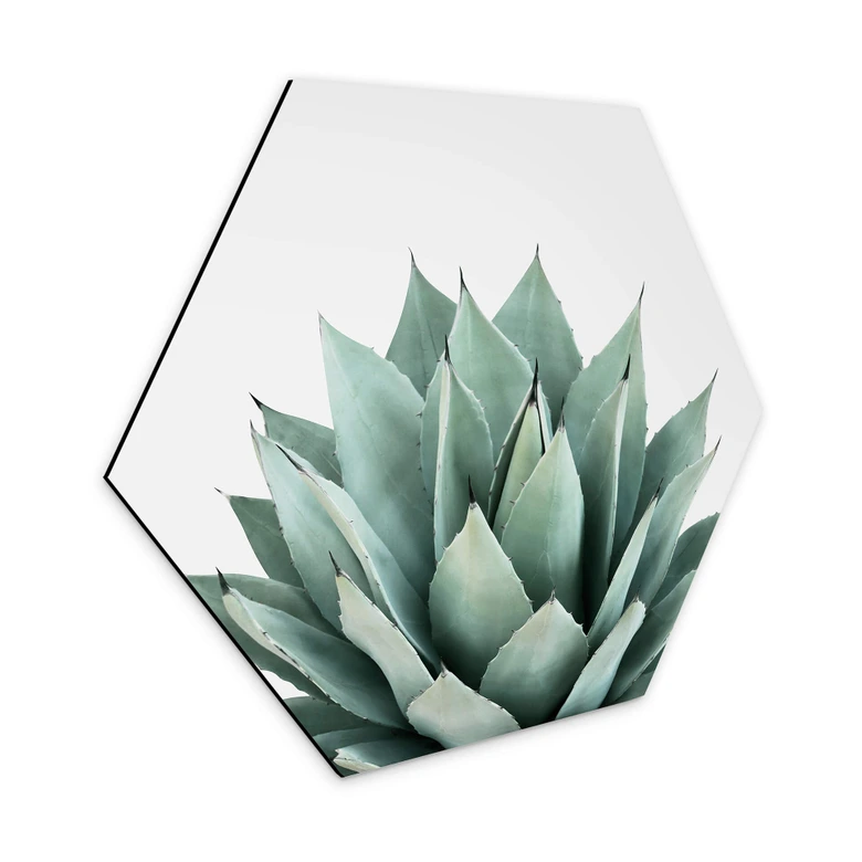 Hexagon - Alu-Dibond Sisi & Seb - Sukkulente 