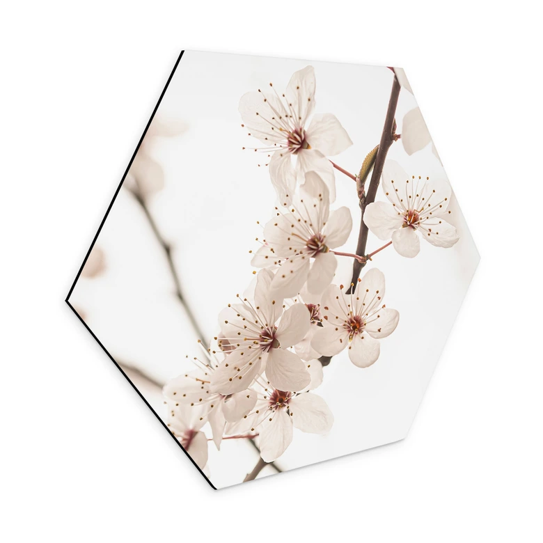 Hexagon Wandbild Zweig mit weißen Kirschblüten - Sisi & Seb - Alu-Dibond 