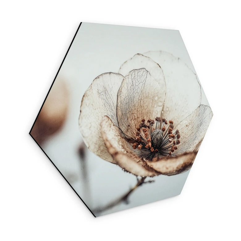 Hexagon Wandbild Trockenblüte Beige Naturpoesie - Treechild - Alu-Dibond 