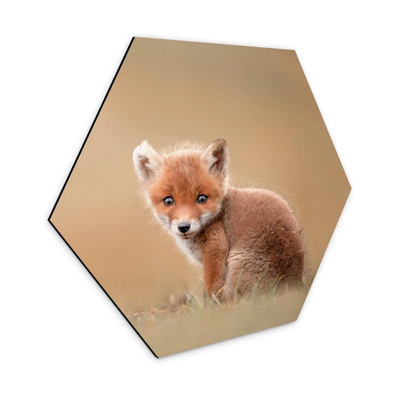 Hexagon - Alu-Dibond van Duijn - Baby Fuchs 
