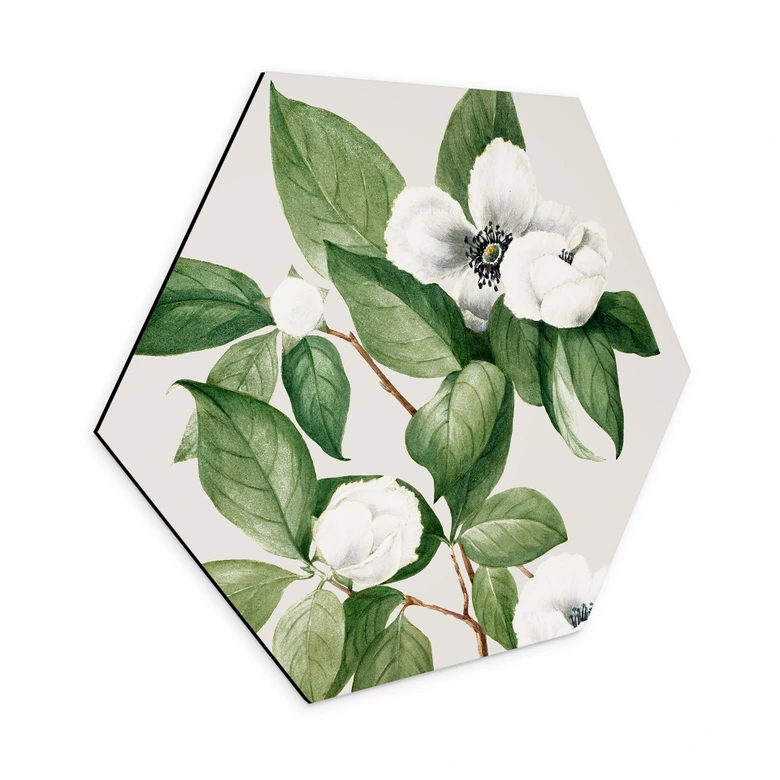 Hexagon Wandbild Botanik Illustration einer Scheinkamelie - Walcott - Alu-Dibond 