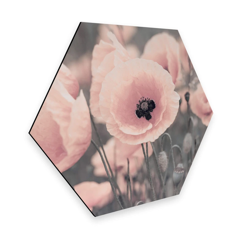 Esagoni in Alu-dibond Delgado - Papavero rosa 
