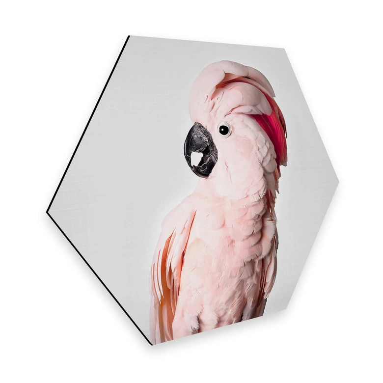 Hexagon - Alu-Dibond - Sisi & Seb - Rosa Kakadu  