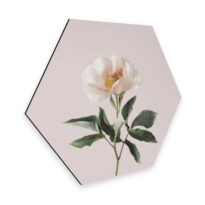 Hexagon - Alu-Dibond Sisi & Seb - Zart 
