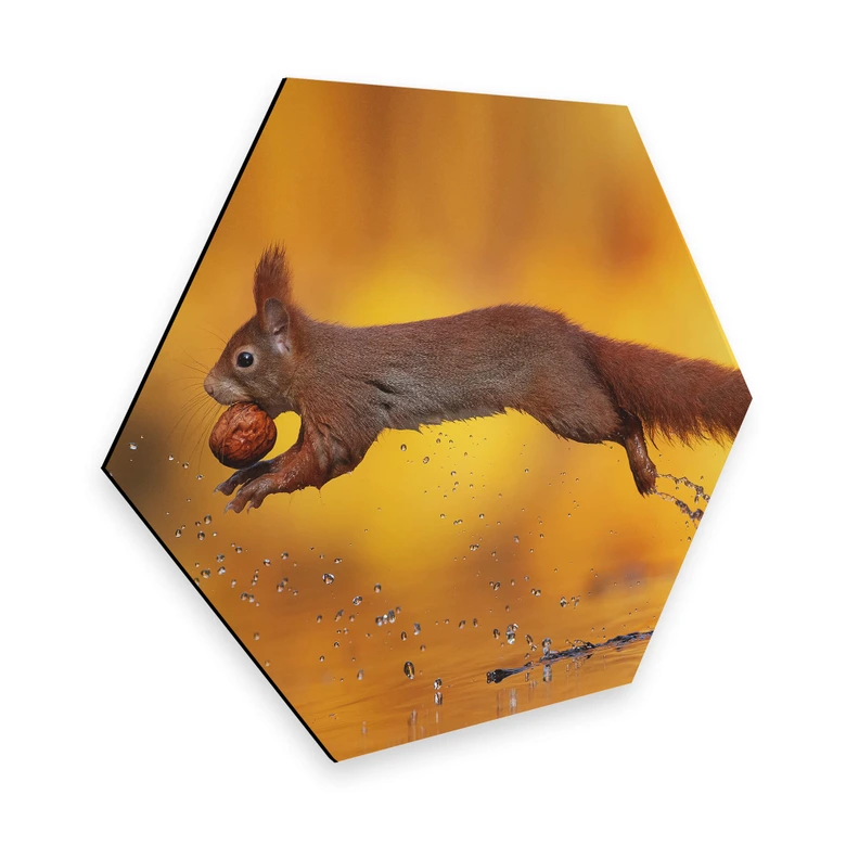 Hexagon - Alu-Dibond van Duijn - Eichhörnchen im Sprung 
