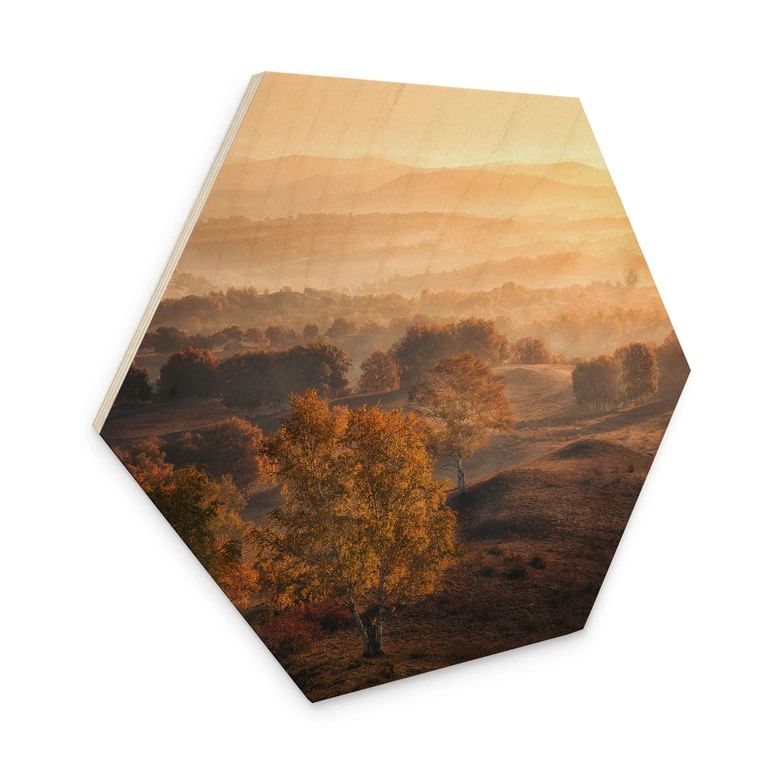 Tableau sur bois Hexagon Bouleaux dans la rosée dorée du matin - Cui 