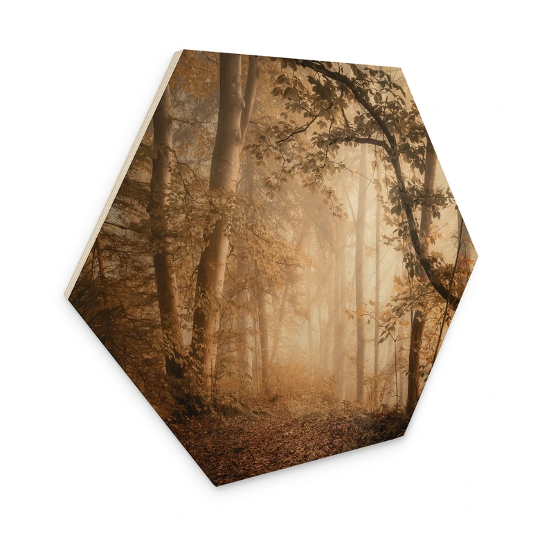 Hexagone - Bois Forêt dans la brume du matin - Maier 