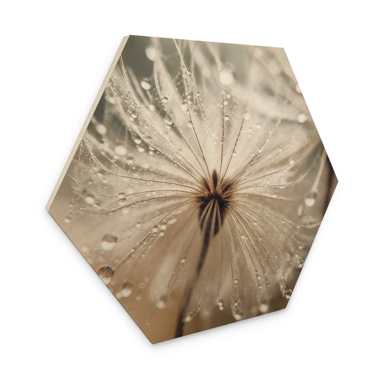 Hexagon Holzbild Pusteblume in Morgentau - Treechild 
