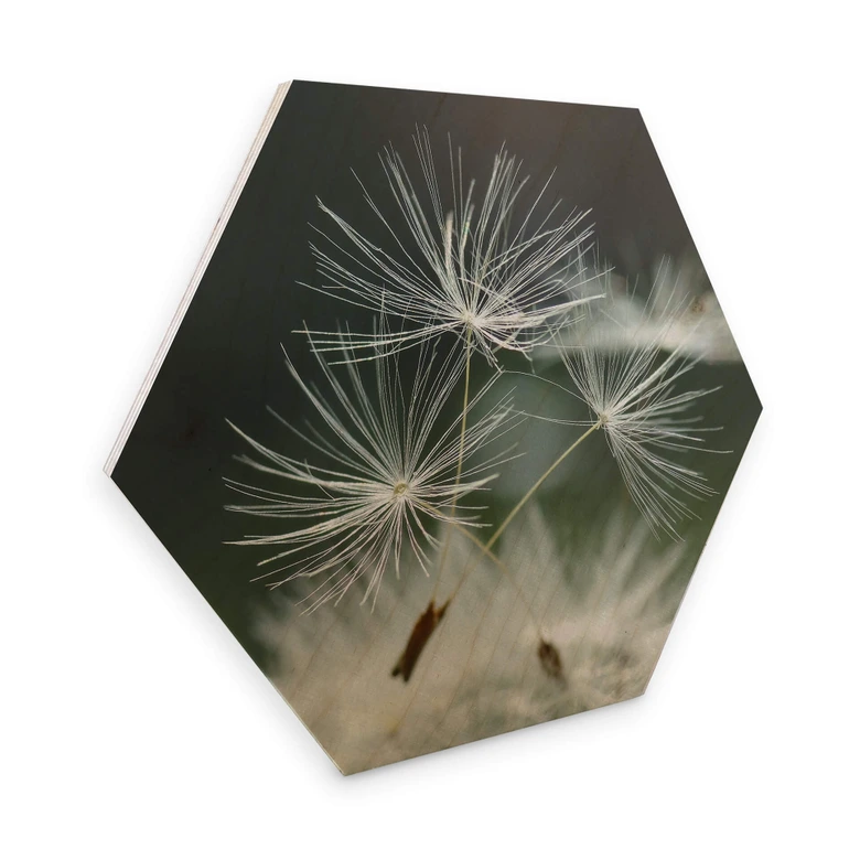 Hexagon - Holz Birke-Furnier Delgado - Pusteblumenvielfalt 