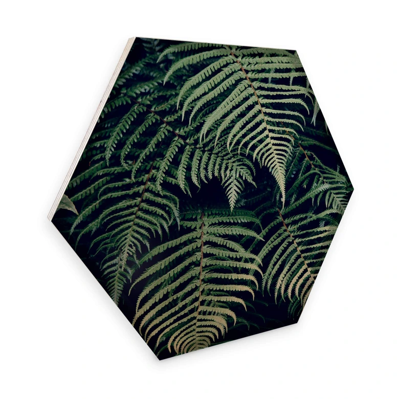 Hexagon - Holz Birke-Furnier - Farn 02 