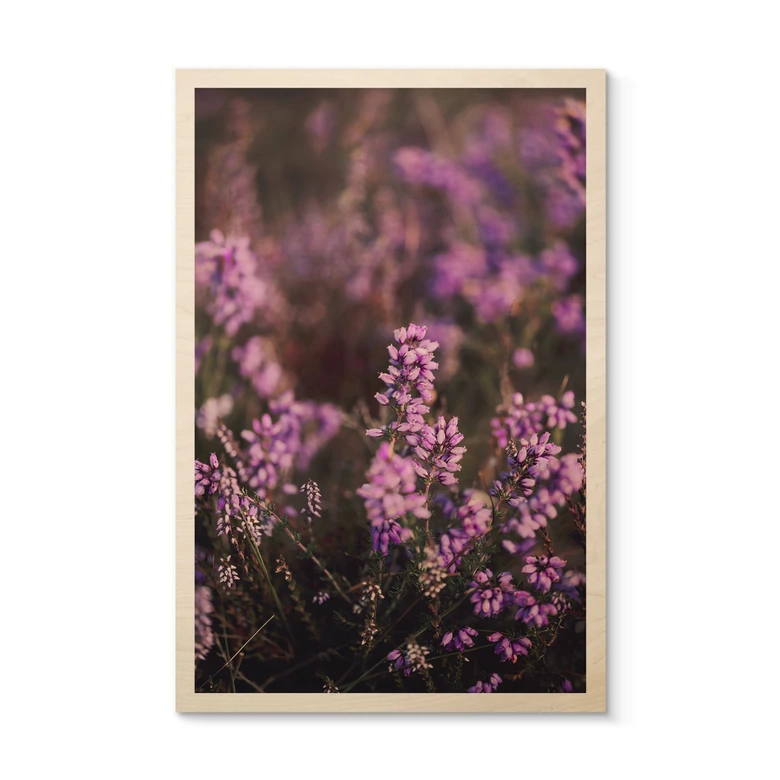 Holzbild Lila Heideblüte im warmen Licht - Annie 