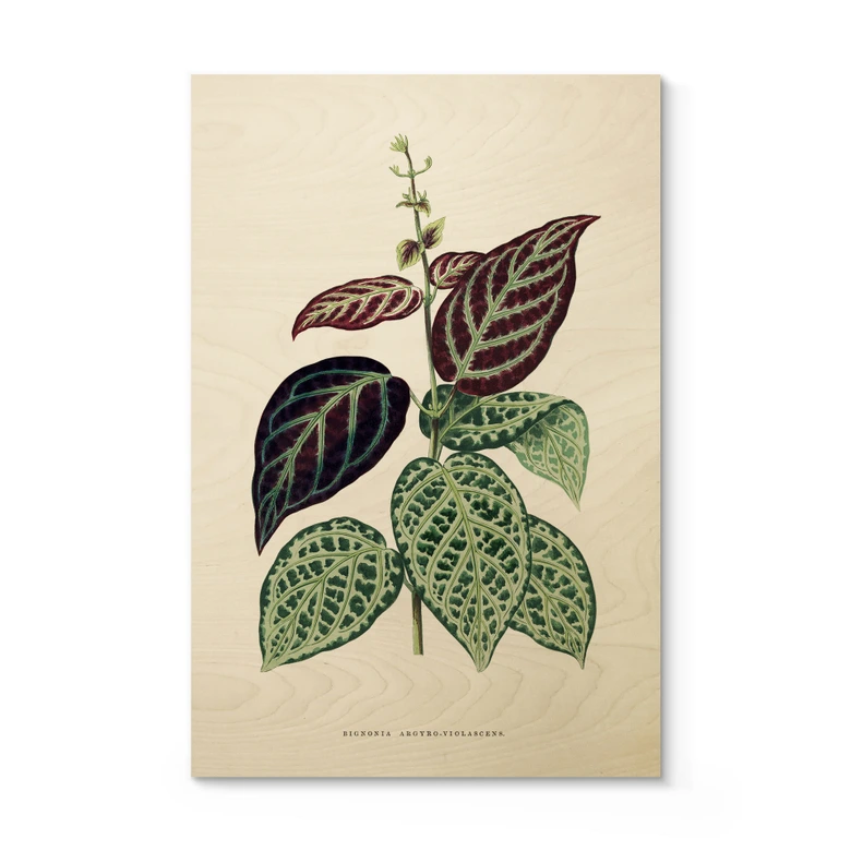 Träposter bladillustration - Bignonia Argyro Violascea 