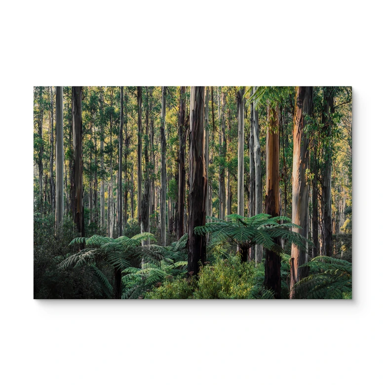 Holzbild Eukalyptuswald in den Yarra Ranges - Colombo 