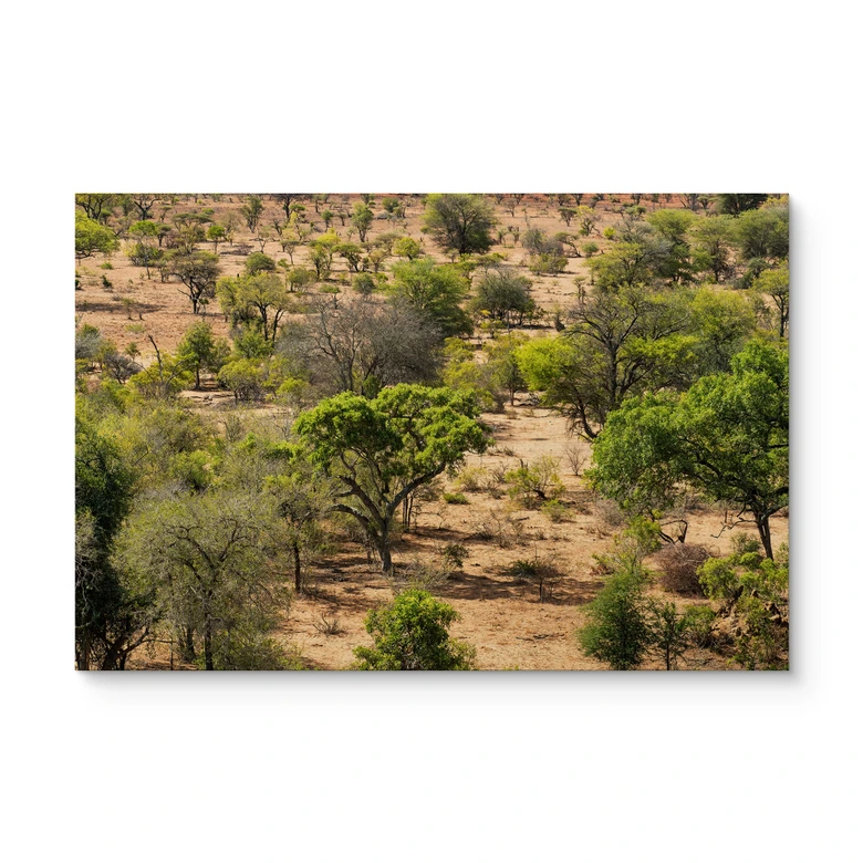 Tableau sur bois Paysage de savane en Afrique - Hugonnard 