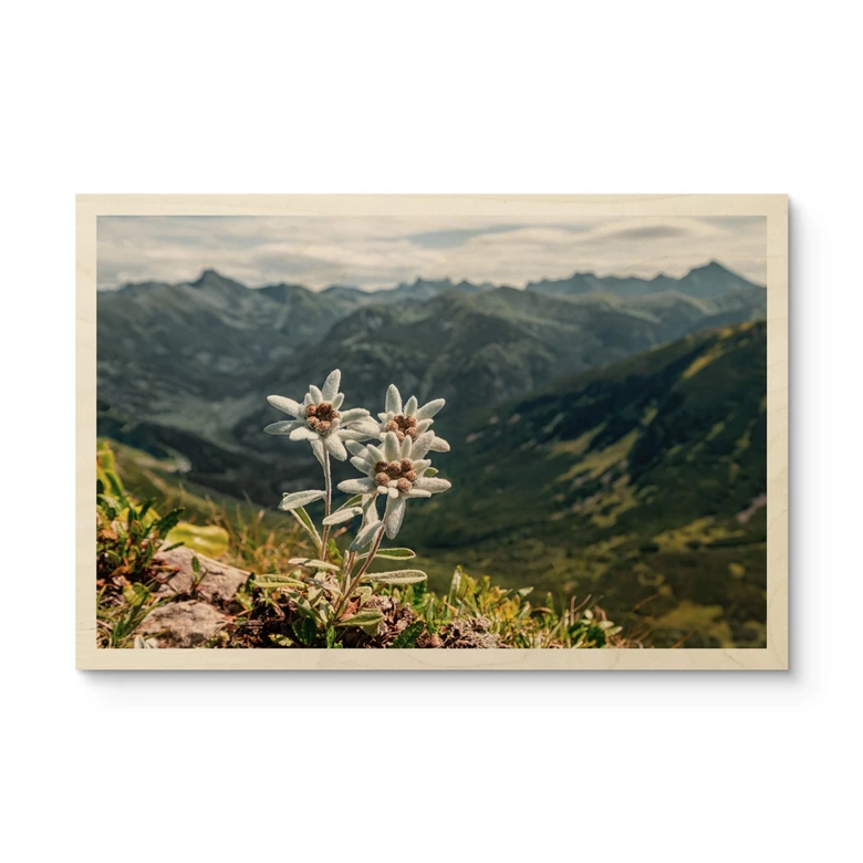Holzbild Weißer Alpen-Edelweiß auf dem Berg 