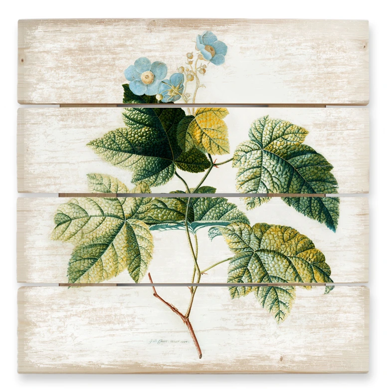 Trätavla Ehret - Rubus - 40x41,5 cm 