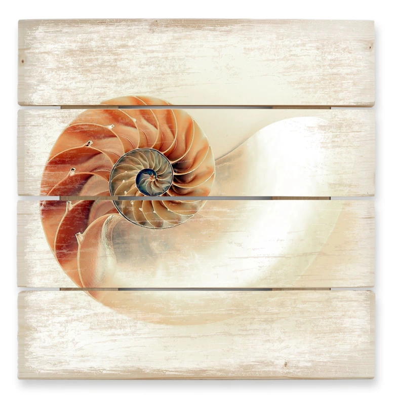 Holzbild Nautilus - 40x41,5 cm 