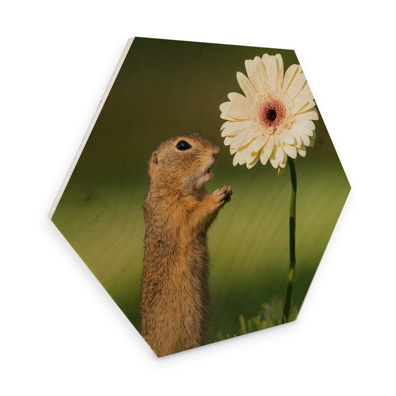 Hexagon - Holz Birke-Furnier van Duijn - Erdhörnchen mit Gerbera 