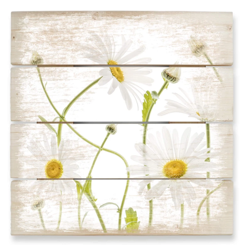 Holzbild Disher - Ox eye Daisies - 40x41,5 cm 