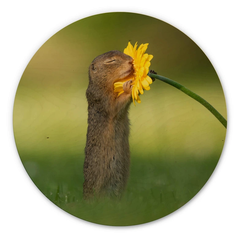 Holzbild van Duijn - Erdhörnchen riecht an Blume - Rund 