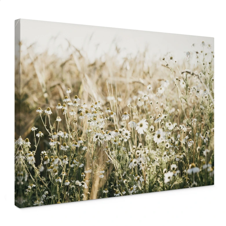 Leinwandbild Sommerwiese mit Kamille - Annie 