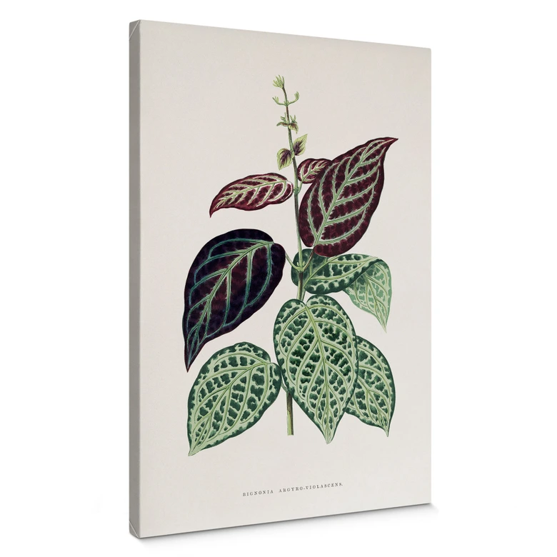 Leinwandbild Blatt Illustration - Bignonia Argyro Violascea 