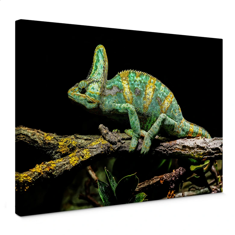 Leinwandbild Brown - Chamäleon 