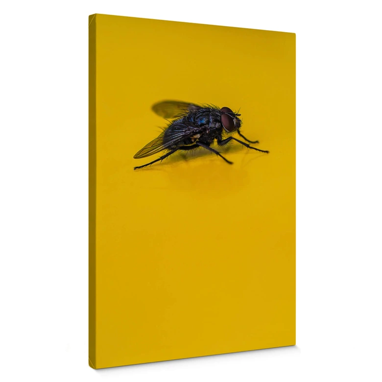 Lienzo Marrón - Mosca doméstica sobre amarillo 