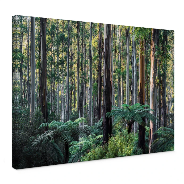 Leinwandbild Eukalyptuswald in den Yarra Ranges - Colombo 
