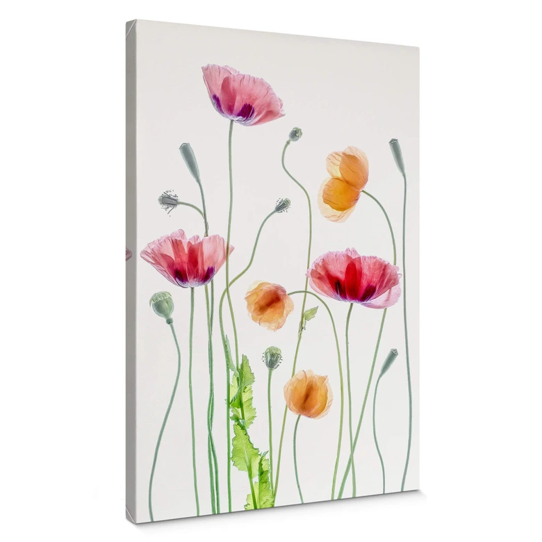 Leinwandbild Blumen - Bunte Mohnblumen - Disher 