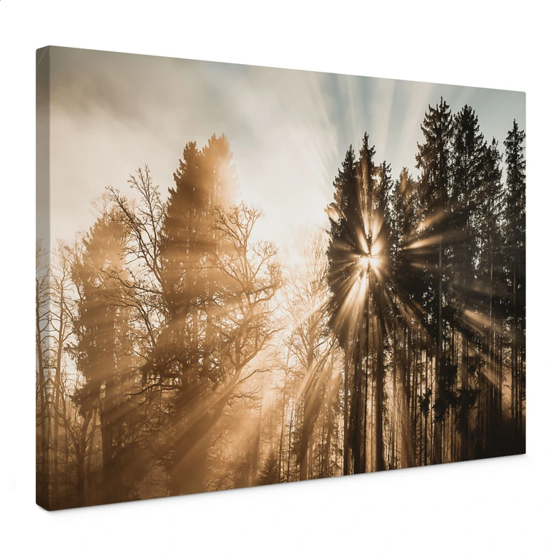 Leinwandbild Natur - Lichtstrahlen im Wald - Eisenmann 
