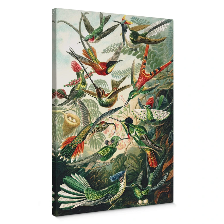 Leinwandbild Haeckel - Kolibris 